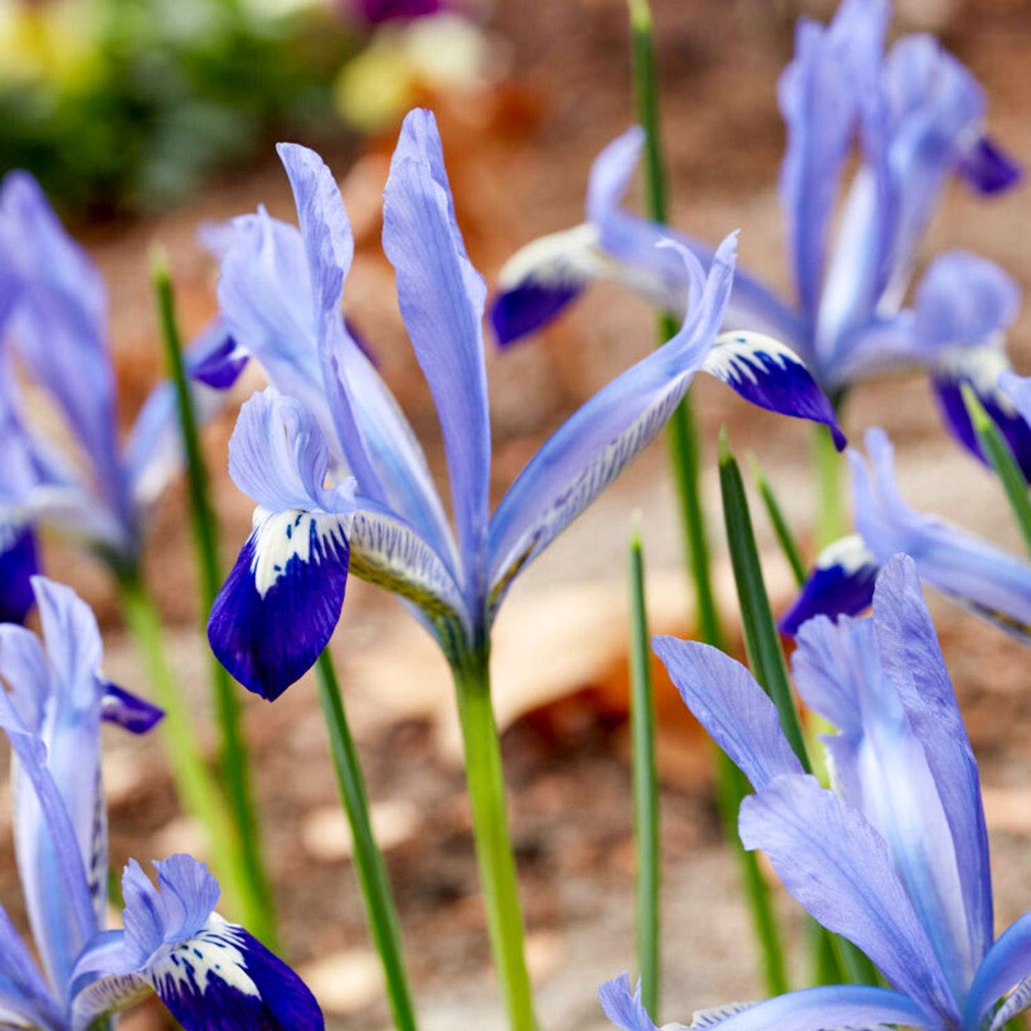 Iris (Schwertlilie) Reticulata 'Clairette'